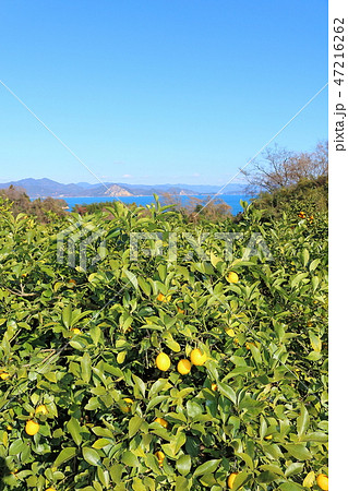瀬戸内レモン 47216262