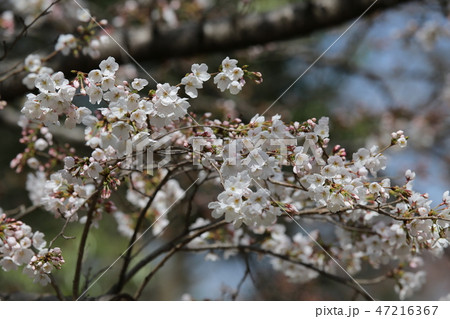 馬見丘陵公園の春 馬見丘陵公園の春 47216367