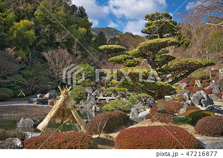 當麻寺 奥院 浄土庭園の冬牡丹 47216877