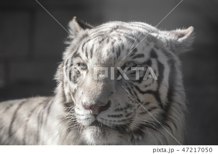 ホワイトタイガー 東武動物公園の写真素材