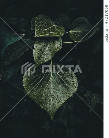 abstract green plant leaves texture in the garden abstract green plant leaves texture in the garden 47217069