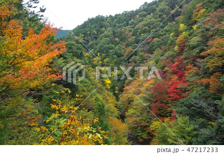 和歌山県 高野龍神スカイラインの紅葉の写真素材