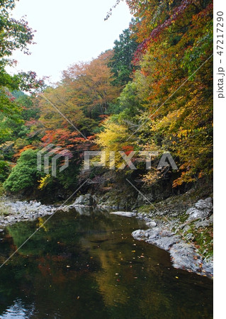 和歌山県 高野龍神スカイラインの紅葉の写真素材