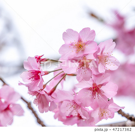 桜 さくら サクラ 47217362