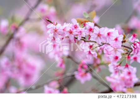 桜 さくら サクラ 47217398