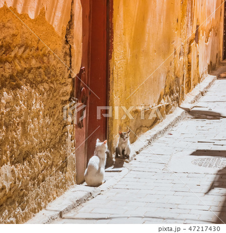 Beautiful stray cat sleeps on the streets of Morocco 47217430