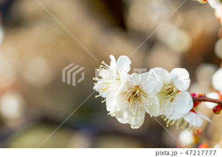 【東京都】梅の花 47217777