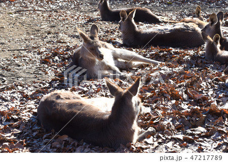 カンガルーの日向ぼっこ カンガルーの日向ぼっこ 47217789