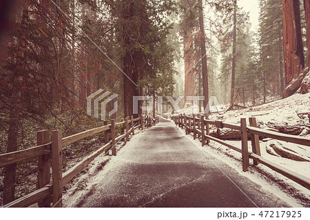 Sequoia forest in winter season Sequoia forest in winter season 47217925