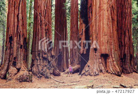 Sequoia Sequoia 47217927