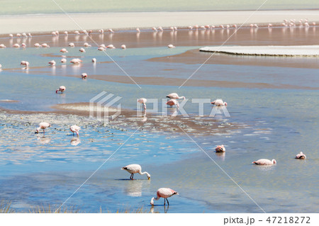 Flamingo in Bolivia Flamingo in Bolivia 47218272