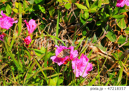 風景 観光 風 47218357