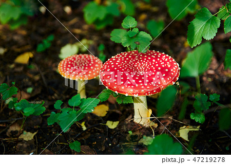Two mushroom fly agaric Two mushroom fly agaric 47219278