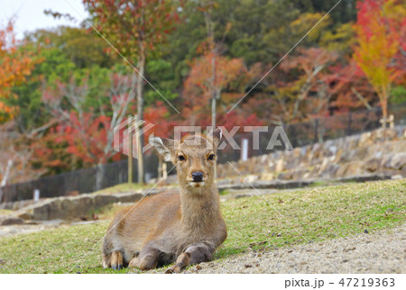 奈良公園の紅葉と鹿　奈良県奈良市 47219363