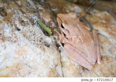 tree frog hide top of stone by adjusting the skin 47219817