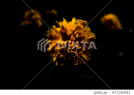 花 花びら 黄色の花 47220491