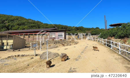 小豆島銚子渓お猿の国８ 47220640