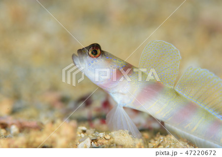 ヒメダテハゼ ヒメダテハゼ 47220672