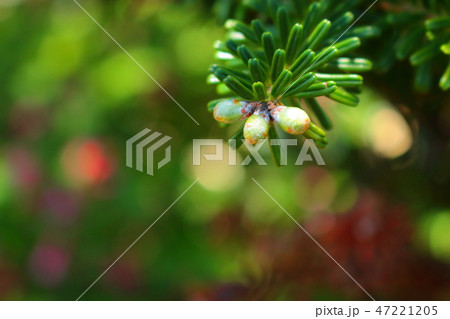 風景 観光 風 47221205