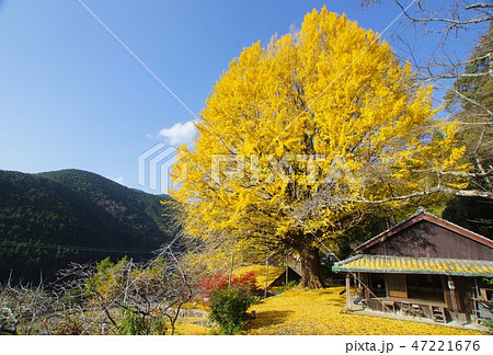 福定の大銀杏　和歌山県田辺市中辺路 47221676
