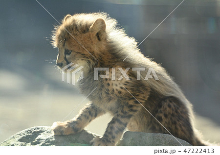 多摩動物公園 チーターの赤ちゃんの写真素材