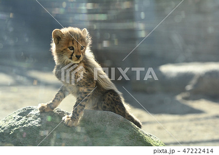 多摩動物公園・チーターの赤ちゃん 47222414