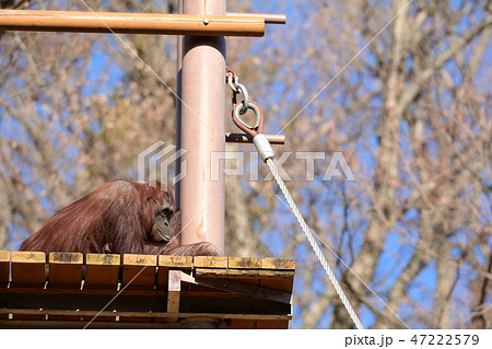 多摩動物公園のオランウータンの写真素材