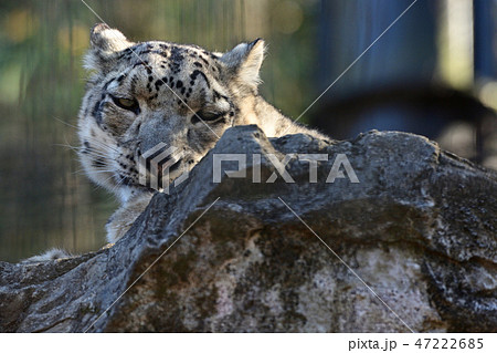 多摩動物公園のユキヒョウ 多摩動物公園のユキヒョウ 47222685