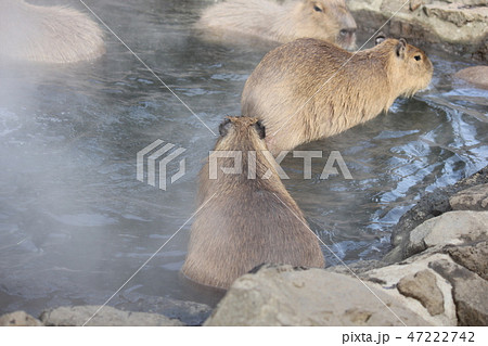 温泉にはいるカピバラ 温泉にはいるカピバラ 47222742