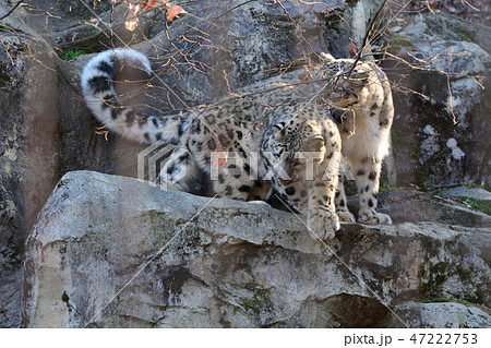 多摩動物公園のユキヒョウ 47222753