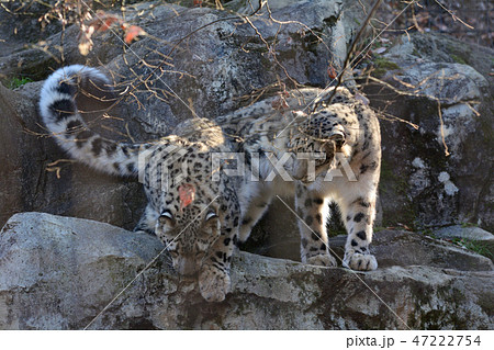 多摩動物公園のユキヒョウ 47222754