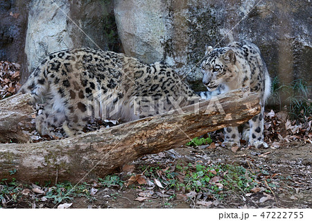多摩動物公園のユキヒョウ 47222755