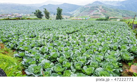 Cabbage rows in cultivation plot 47222771