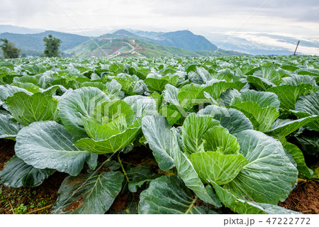 Cabbage rows in cultivation plot Cabbage rows in cultivation plot 47222772