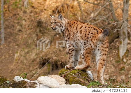 Eursian lynx standing on a rock in autmn forest with blurred background. Eursian lynx standing on a rock in autmn forest with blurred background. 47223155
