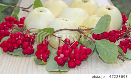 Still life with ripe schizandra and apple 47223693