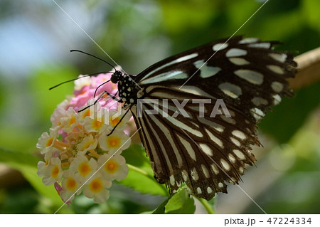 リュウキュウアサギマダラ アップ Ideopsis similis 47224334