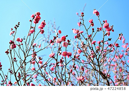紅梅 47224858