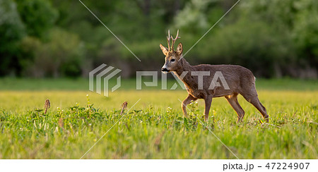 Roe deer, capreolus capreolus, buck in spring time at sunset. 47224907