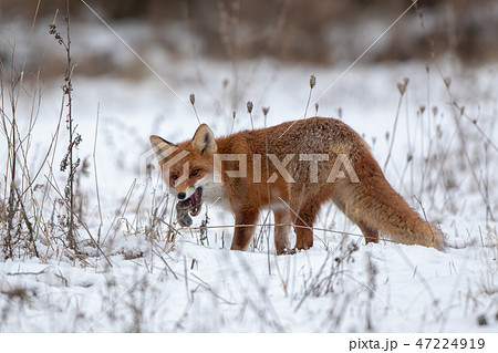 Red fox, vulpes vulpes, on snow in winter with prey. Red fox, vulpes vulpes, on snow in winter with prey. 47224919