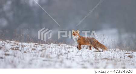 Red fox, vulpes vulpes, on snow in winter. 47224920