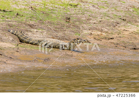 caiman which heats up in the morning sun. caiman which heats up in the morning sun. 47225366