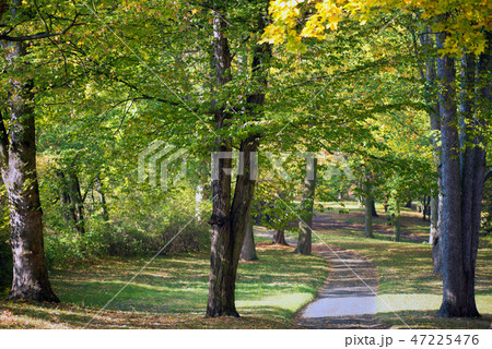 Pathway in the park in autumn season Pathway in the park in autumn season 47225476