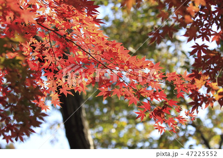 市川市大町自然観察園　もみじ山 47225552