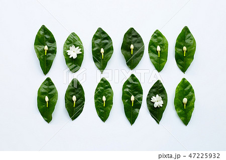 Jasmine flower with leaves on white background. Jasmine flower with leaves on white background. 47225932