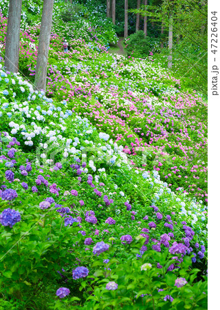 満開の紫陽花 （千葉県茂原市 服部農園あじさい屋敷） 2018年6月 47226404