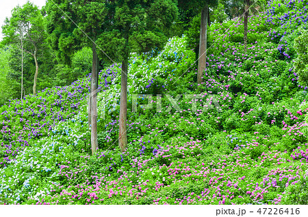 満開の紫陽花 (千葉県茂原市 服部農園あじさい屋敷) 2018年6月 満開の紫陽花 (千葉県茂原市 服部農園あじさい屋敷) 2018年6月 47226416