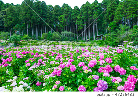 満開の紫陽花 (千葉県茂原市 服部農園あじさい屋敷) 2018年6月 満開の紫陽花 (千葉県茂原市 服部農園あじさい屋敷) 2018年6月 47226433
