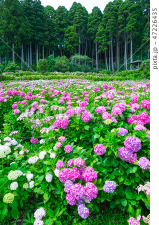 満開の紫陽花 千葉県茂原市 服部農園あじさい屋敷 18年6月の写真素材