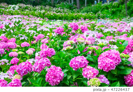満開の紫陽花 (千葉県茂原市 服部農園あじさい屋敷) 2018年6月 満開の紫陽花 (千葉県茂原市 服部農園あじさい屋敷) 2018年6月 47226437